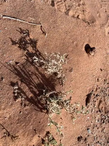 Foto dokumenter Moltkiopsis ciliata