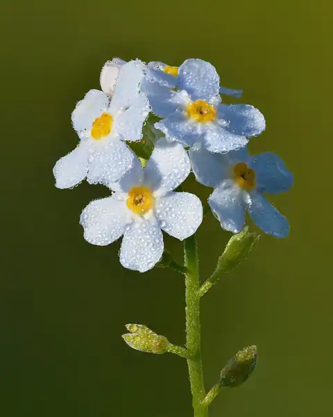 Foto dokumenter Myosotis scorpioides