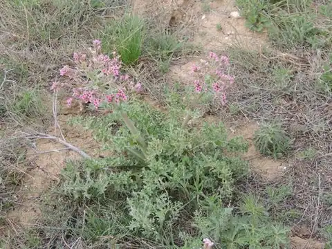Foto dokumenter Megacarpaea megalocarpa
