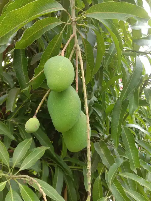 Foto dokumenter Mangifera indica