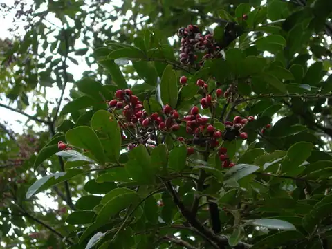 Foto dokumenter Mosquitoxylum jamaicense