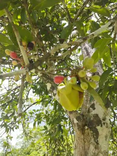 Foto dokumenter Mosannona depressa