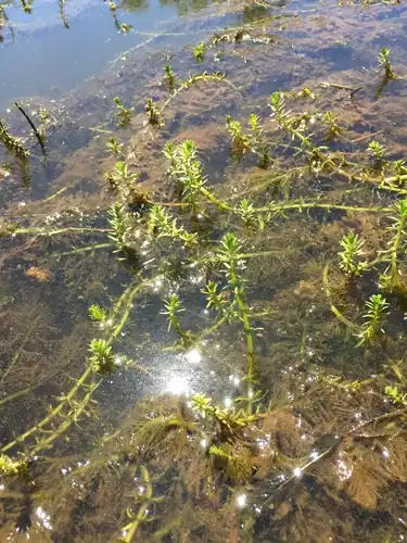 Foto dokumenter Myriophyllum hippuroides