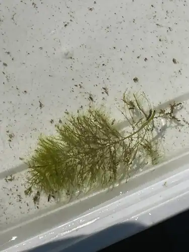 Foto dokumenter Myriophyllum humile