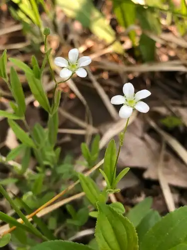 Foto dokumenter Moehringia lateriflora