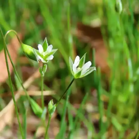 Foto dokumenter Moenchia erecta