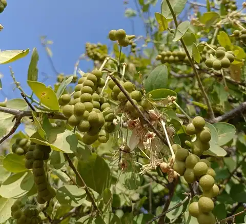 Foto dokumenter Maerua oblongifolia