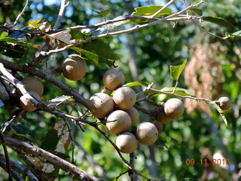 Foto dokumenter Morisonia americana