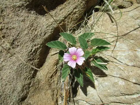 Foto dokumenter Monsonia senegalensis