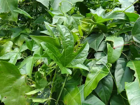 Foto dokumenter Momordica cochinchinensis