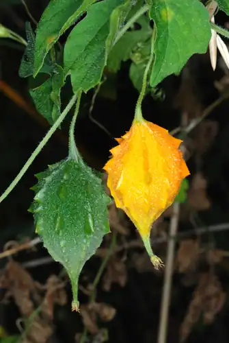 Foto dokumenter Momordica charantia