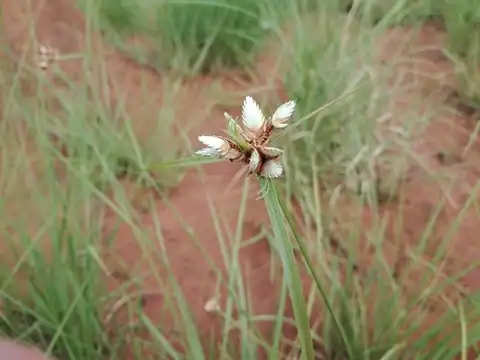 Foto dokumenter Cyperus niveus