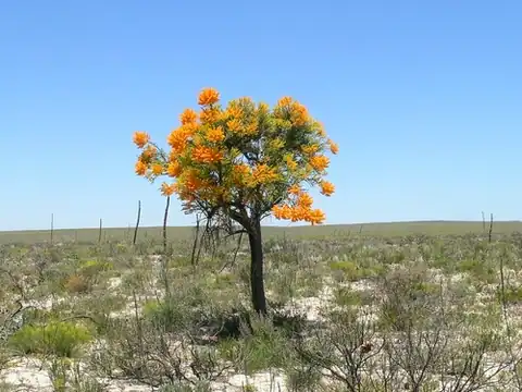 Foto dokumenter Nuytsia floribunda