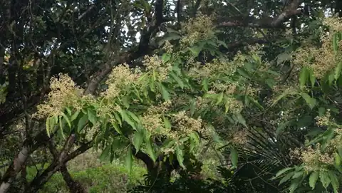 Foto dokumenter Nectandra membranacea