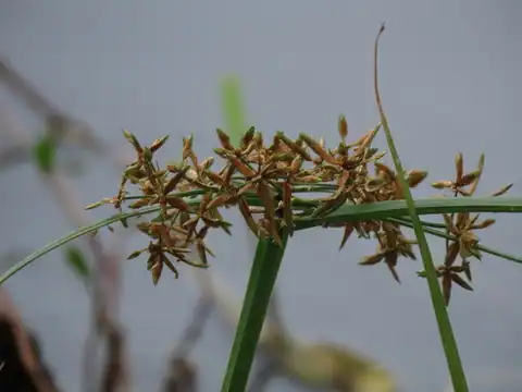 Foto dokumenter Cyperus platystylis