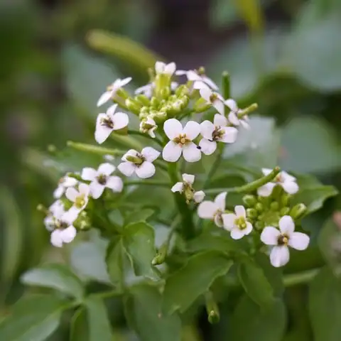 Foto dokumenter Nasturtium officinale