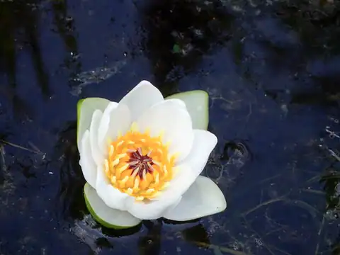 Foto dokumenter Nymphaea tetragona