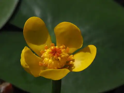Foto dokumenter Nuphar pumila