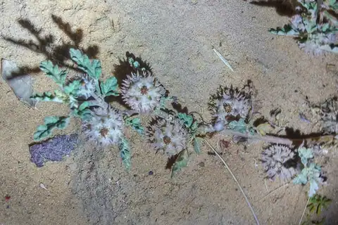 Foto dokumenter Neurada procumbens