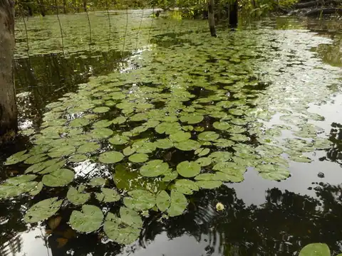 Foto dokumenter Nymphaea jamesoniana