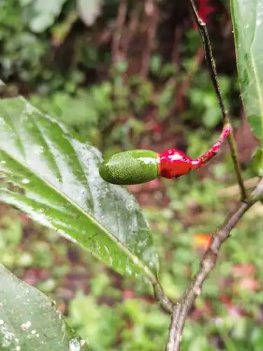 Foto dokumenter Ocotea atirrensis