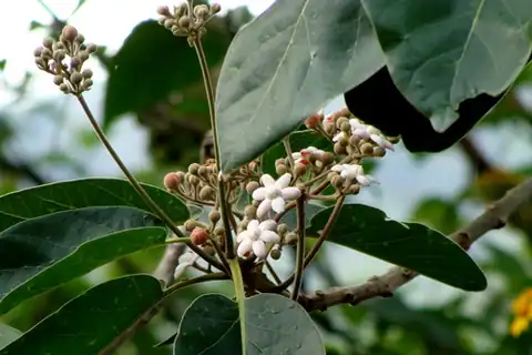Foto dokumenter Ocotea sinuata