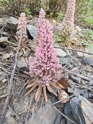 Foto dokumenter Orostachys fimbriata