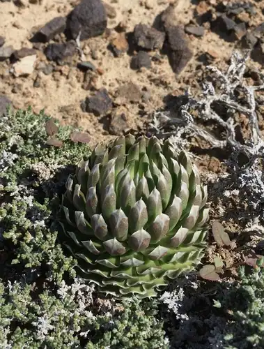 Foto dokumenter Orostachys thyrsiflora