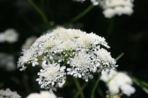 Foto dokumenter Oenanthe pimpinelloides