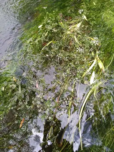 Foto dokumenter Oenanthe fluviatilis
