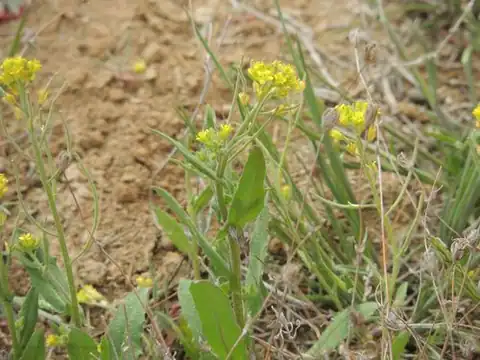 Foto dokumenter Olimarabidopsis pumila