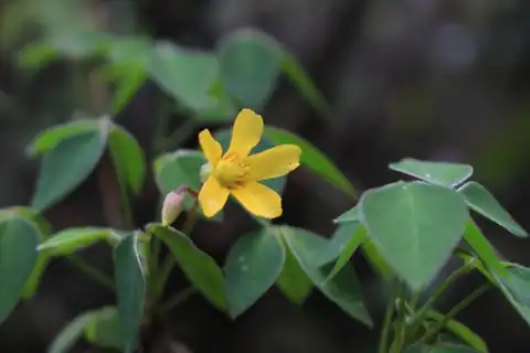 Foto dokumenter Oxalis rhombifolia