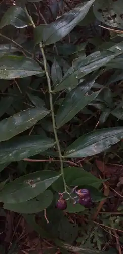 Foto dokumenter Dichorisandra hexandra