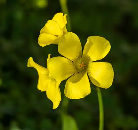 Foto dokumenter Oxalis pes-caprae
