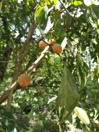 Foto dokumenter Opilia amentacea