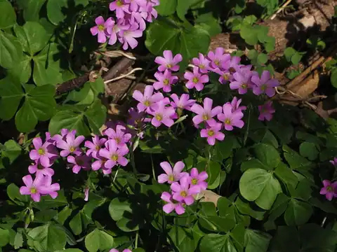 Foto dokumenter Oxalis debilis