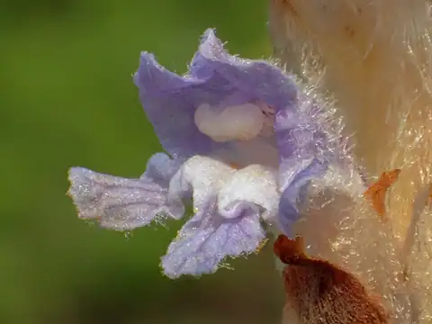 Foto dokumenter Orobanche coerulescens