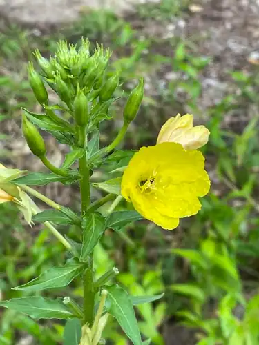 Foto dokumenter Oenothera biennis