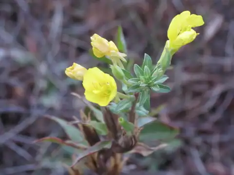 Foto dokumenter Oenothera oakesiana