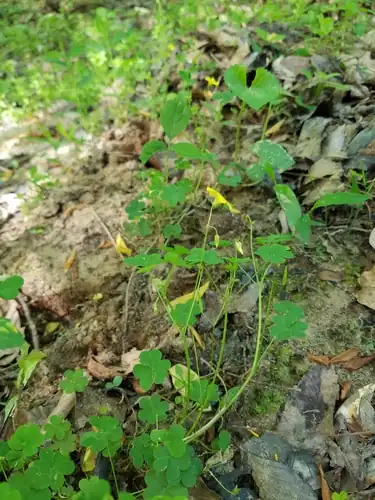 Foto dokumenter Oxalis florida