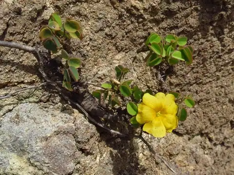 Foto dokumenter Oxalis frutescens