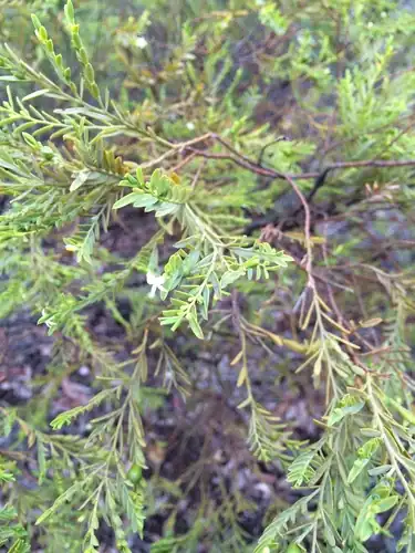 Foto dokumenter Olax stricta
