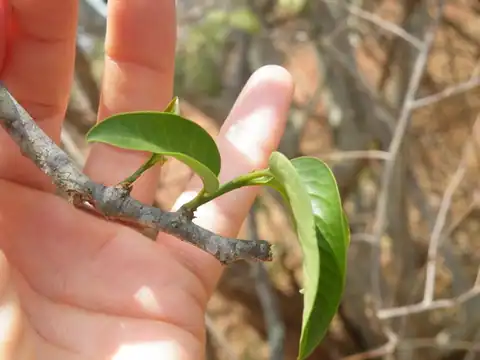 Foto dokumenter Olax dissitiflora