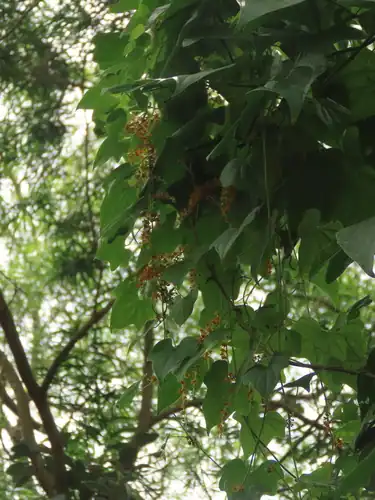Foto dokumenter Dioscorea futschauensis