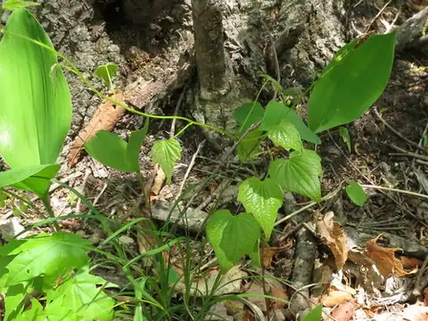 Foto dokumenter Dioscorea nipponica
