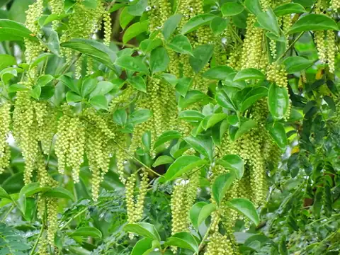 Foto dokumenter Dioscorea pentaphylla
