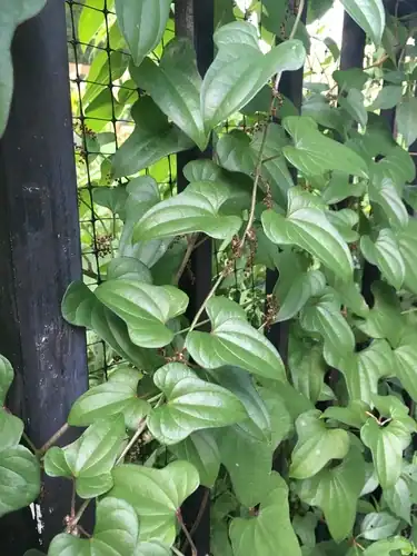 Foto dokumenter Dioscorea polystachya