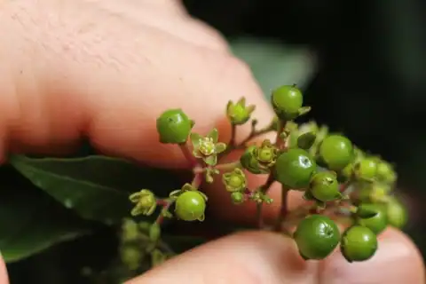 Foto dokumenter Pleuropetalum sprucei
