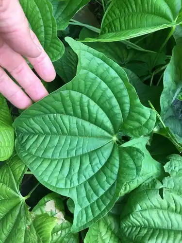 Foto dokumenter Dioscorea sansibarensis