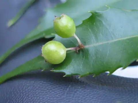 Foto dokumenter Phyllonoma laticuspis